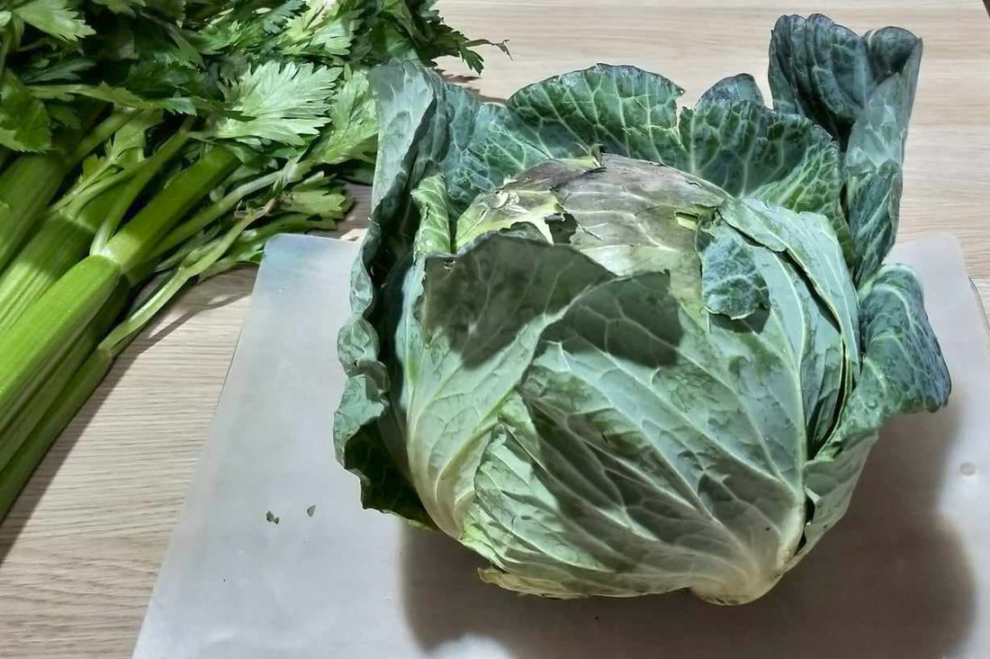 Cabbage for Sauerkraut